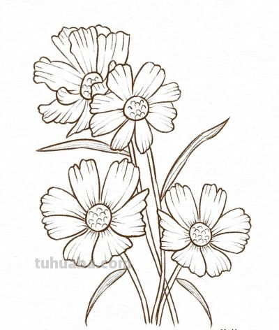 你要的花朵简笔画合集，快来一起临摹学习啦！ - 图画吧TUHUABA