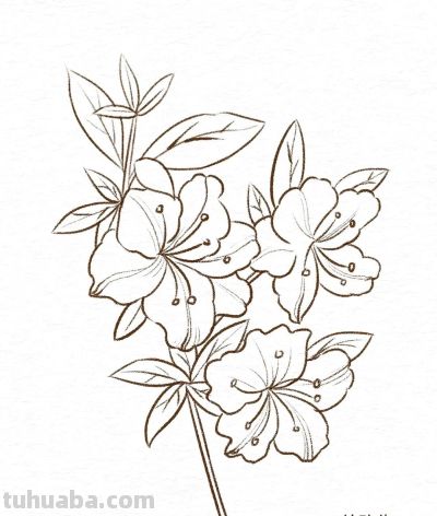 你要的花朵简笔画合集，快来一起临摹学习啦！ - 图画吧TUHUABA