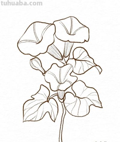 你要的花朵简笔画合集，快来一起临摹学习啦！ - 图画吧TUHUABA