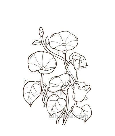 你要的花朵简笔画合集，快来一起临摹学习啦！ - 图画吧TUHUABA