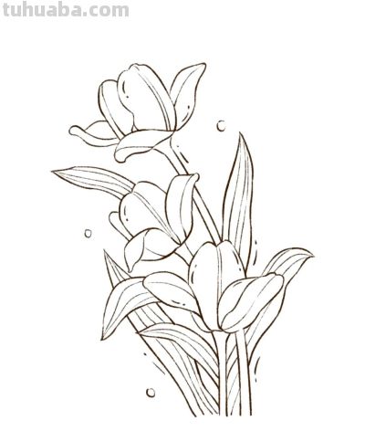 你要的花朵简笔画合集，快来一起临摹学习啦！ - 图画吧TUHUABA