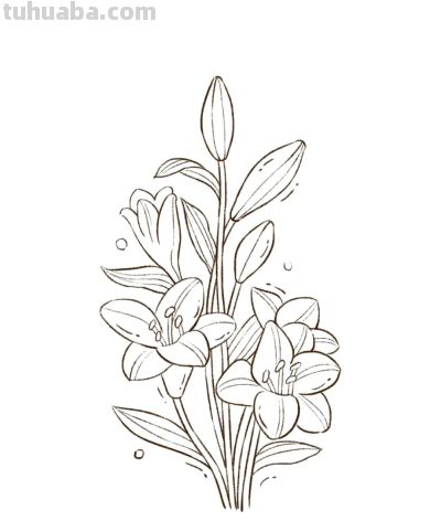 你要的花朵简笔画合集，快来一起临摹学习啦！ - 图画吧TUHUABA