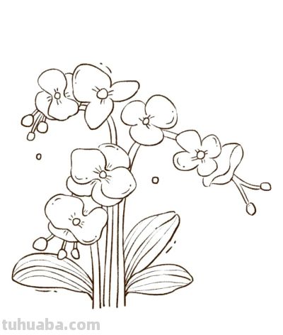 你要的花朵简笔画合集，快来一起临摹学习啦！ - 图画吧TUHUABA