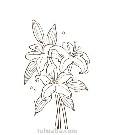 你要的花朵简笔画合集，快来一起临摹学习啦！ - 图画吧TUHUABA