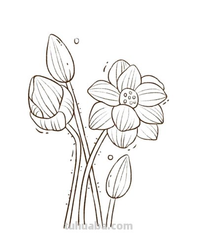 你要的花朵简笔画合集，快来一起临摹学习啦！ - 图画吧TUHUABA