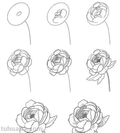 有手就能画！花卉简笔画教程 - 图画吧TUHUABA