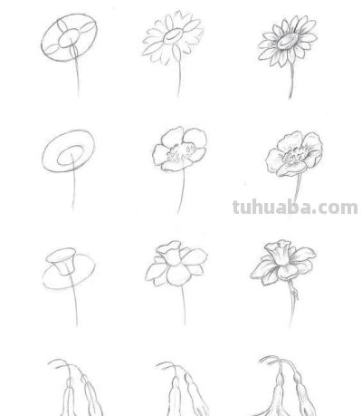 有手就能画！花卉简笔画教程 - 图画吧TUHUABA