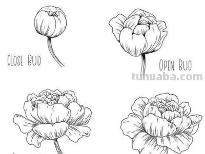 有手就能画！花卉简笔画教程 - 图画吧TUHUABA