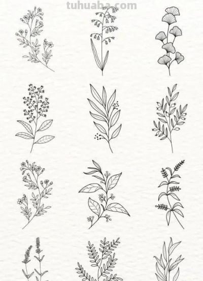 100个花卉简笔画线稿图，临摹学画 - 图画吧TUHUABA