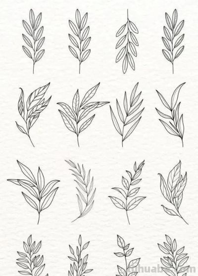 100个花卉简笔画线稿图，临摹学画 - 图画吧TUHUABA