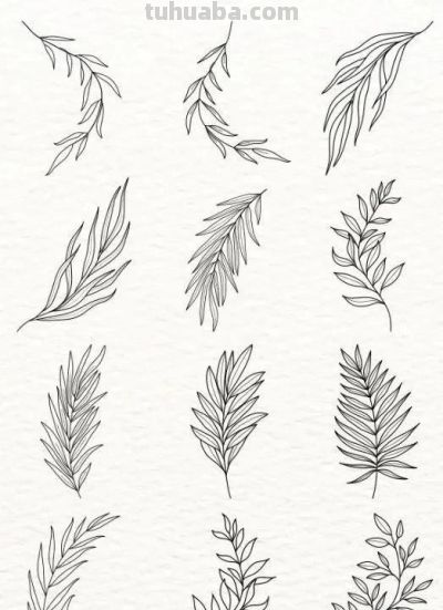 100个花卉简笔画线稿图，临摹学画 - 图画吧TUHUABA