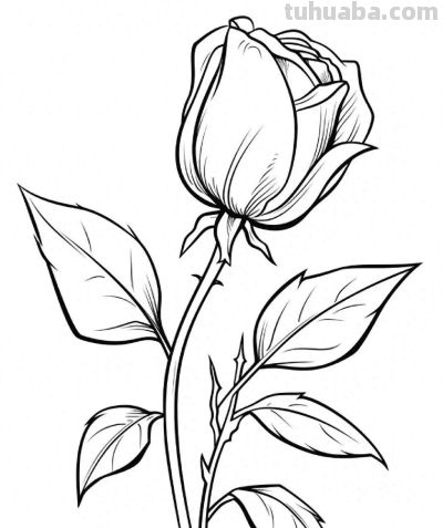 一组花卉简笔画线稿，临摹学画 - 图画吧TUHUABA