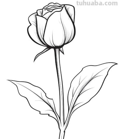 一组花卉简笔画线稿，临摹学画 - 图画吧TUHUABA