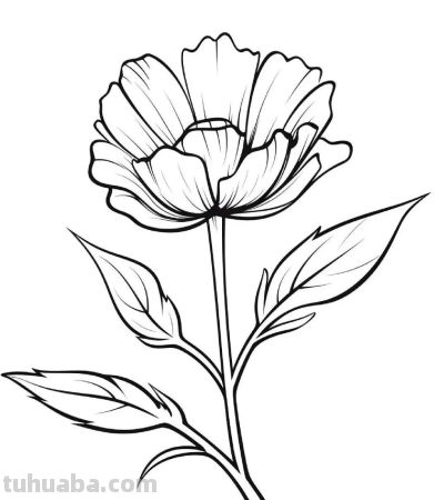 一组花卉简笔画线稿，临摹学画 - 图画吧TUHUABA