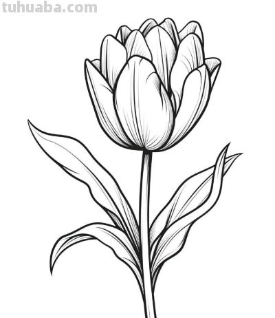 一组花卉简笔画线稿，临摹学画 - 图画吧TUHUABA