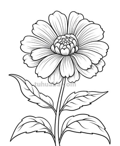 一组花卉简笔画线稿，临摹学画 - 图画吧TUHUABA