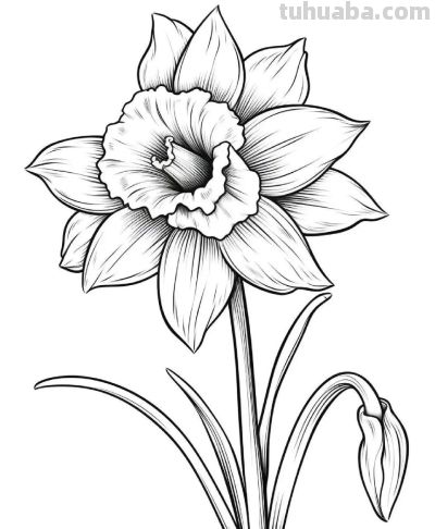 一组花卉简笔画线稿，临摹学画 - 图画吧TUHUABA