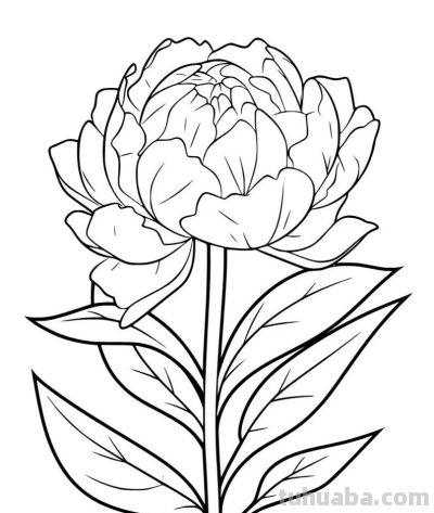 各种花卉简笔画线稿，收藏一份 - 图画吧TUHUABA