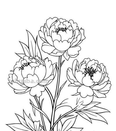 各种花卉简笔画线稿，收藏一份 - 图画吧TUHUABA