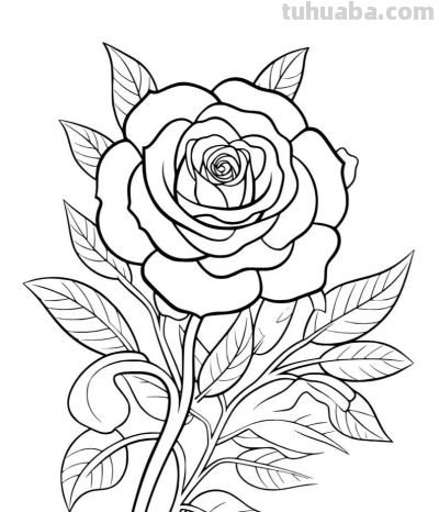 各种花卉简笔画线稿，收藏一份 - 图画吧TUHUABA