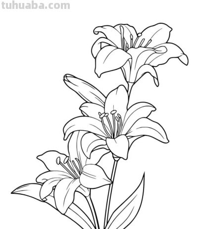 各种花卉简笔画线稿，收藏一份 - 图画吧TUHUABA