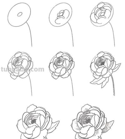 一笔一划的教你画花卉简笔画，有手就能画 - 图画吧TUHUABA