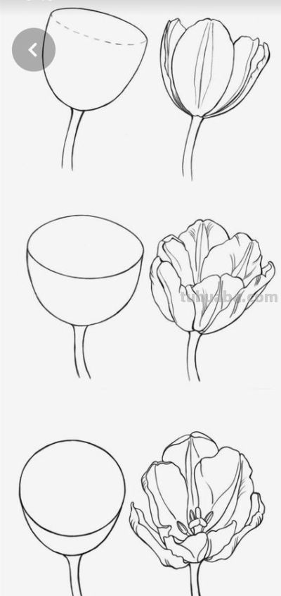 一笔一划的教你画花卉简笔画，有手就能画 - 图画吧TUHUABA