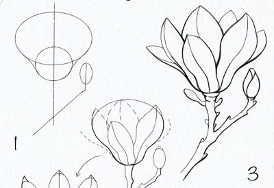 一笔一划的教你画花卉简笔画，有手就能画 - 图画吧TUHUABA