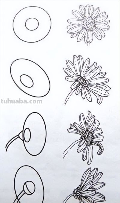 一笔一划的教你画花卉简笔画，有手就能画 - 图画吧TUHUABA