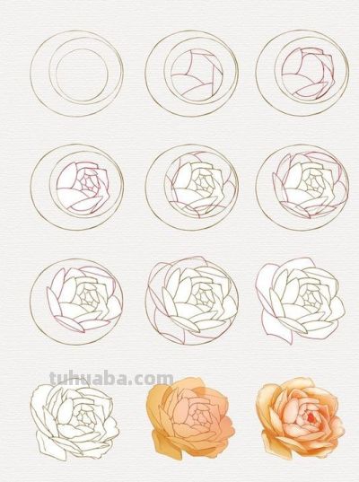 一笔一划的教你画花卉简笔画，有手就能画 - 图画吧TUHUABA
