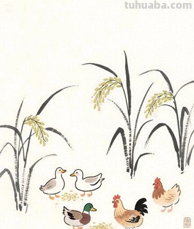 太太太治愈了，稻田里偷吃的鸡鸭，太和谐了 - 图画吧TUHUABA