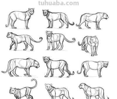 500个动物简笔画素材资料 - 图画吧TUHUABA