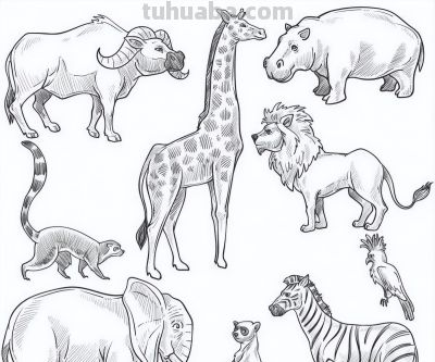 500个动物简笔画素材资料 - 图画吧TUHUABA