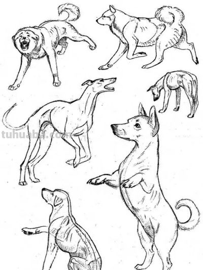 500个动物简笔画素材资料 - 图画吧TUHUABA