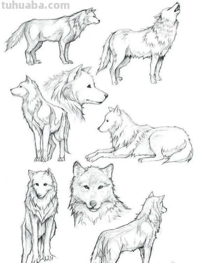 500个动物简笔画素材资料 - 图画吧TUHUABA