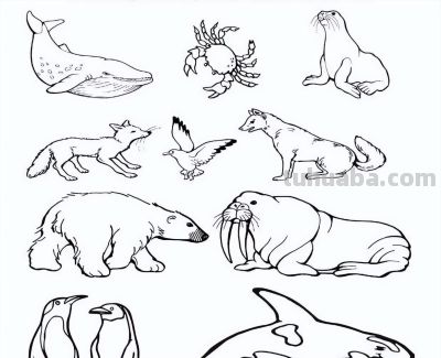 500个动物简笔画素材资料 - 图画吧TUHUABA