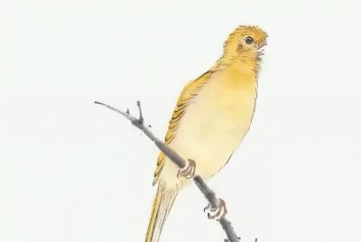 禽鸟绘画入门：从基础形态到灵动姿态 - 图画吧TUHUABA