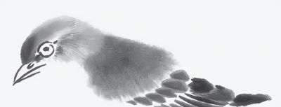 禽鸟绘画入门：从基础形态到灵动姿态 - 图画吧TUHUABA