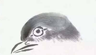 禽鸟绘画入门：从基础形态到灵动姿态 - 图画吧TUHUABA