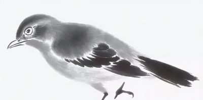 禽鸟绘画入门：从基础形态到灵动姿态 - 图画吧TUHUABA