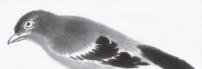 禽鸟绘画入门：从基础形态到灵动姿态 - 图画吧TUHUABA