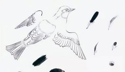 禽鸟绘画入门：从基础形态到灵动姿态 - 图画吧TUHUABA