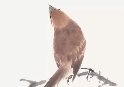 禽鸟绘画入门：从基础形态到灵动姿态 - 图画吧TUHUABA