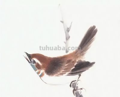 禽鸟绘画入门：从基础形态到灵动姿态 - 图画吧TUHUABA