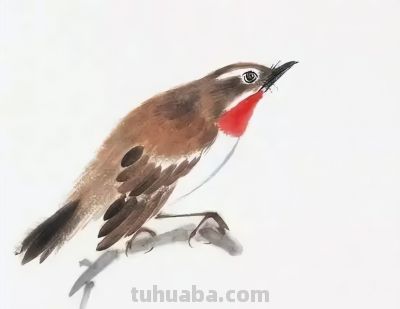 禽鸟绘画入门：从基础形态到灵动姿态 - 图画吧TUHUABA