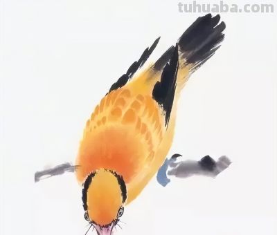 禽鸟绘画入门：从基础形态到灵动姿态 - 图画吧TUHUABA