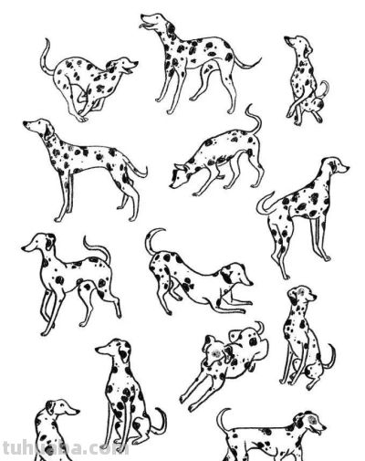 500个动物简笔画线稿资料，收藏备用 - 图画吧TUHUABA