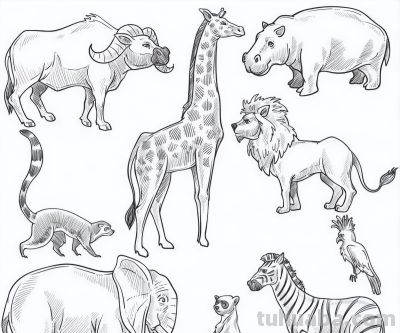 500个动物简笔画线稿资料，收藏备用 - 图画吧TUHUABA