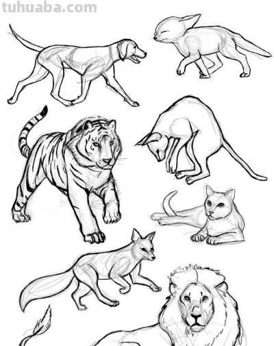 500个动物简笔画线稿资料，收藏备用 - 图画吧TUHUABA