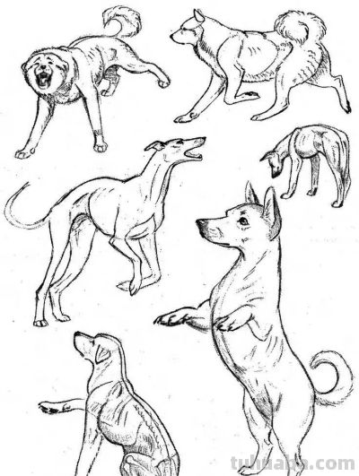 500个动物简笔画线稿资料，收藏备用 - 图画吧TUHUABA